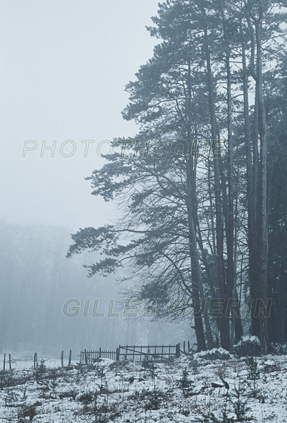 Ambiance bleue - Ore d'un bois avec neige et brouillard  la tombe de la nuit