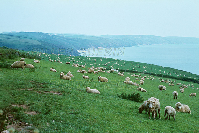 Moutons  perte de vue - Cte de Cornouailles - Angleterre - 1980