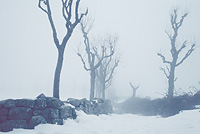paysage neige brouillard arbres